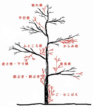 剪定枝の種類